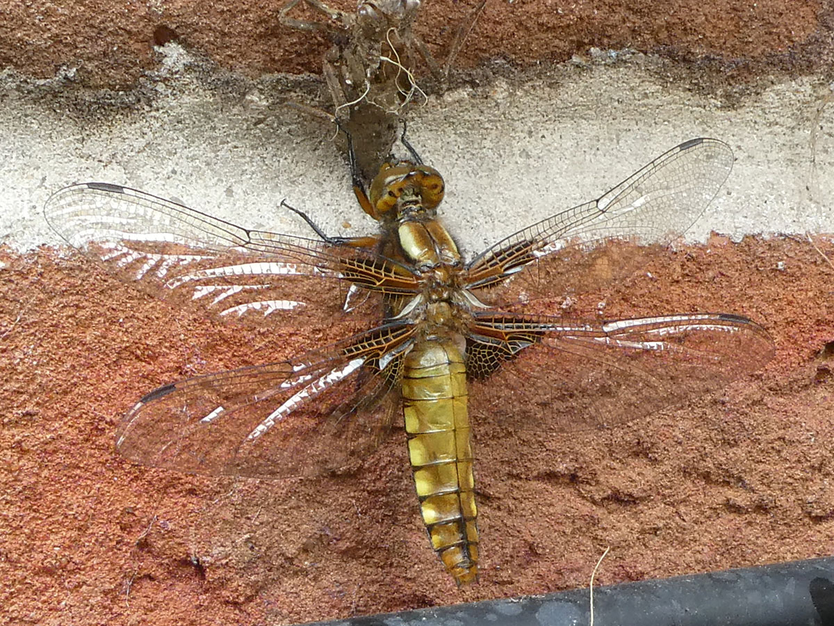 Libellula_depressa